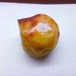 焼栗【亀廣脇】
