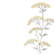 イラスト懐紙 野の花(黄)【辻徳】