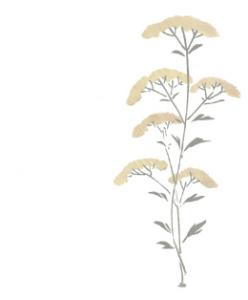 イラスト懐紙 野の花(黄)【辻徳】