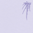 イラスト懐紙 しだれ藤【辻徳】