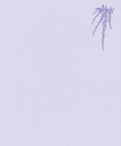 イラスト懐紙 しだれ藤【辻徳】