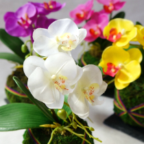 苔玉胡蝶蘭【花工房】