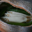 若鮎【かぎ甚】